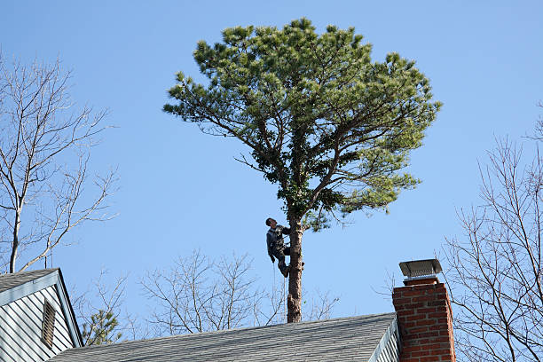 How Our Tree Care Process Works  in  Chapel Hill, TN